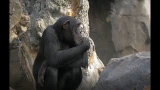 Monkey Sounds - Maymun Sesi