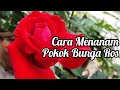 Cara Menanam Ros/Mawar Dari Polibag Agar Cepat Berbunga | How To Repot Rose Plant | Rose Care