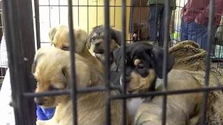 Looking for an animal companion? Adopt! do NOT buy from breeders or petstores
nova talks a little about how over crowded animal shelters are around the country and why new dog owners should ALWAYS adopt a rescue animal and save a life rather than purchase pure bred dogs from breeders who are contrubuting to the constant and often brutal euthanasia of these innocent and unwanted precious pups who already exist and are hoping against hope for a forever home and a person to finally call their own! Looking for an animal companion? Adopt! do NOT buy from breeders or petstores