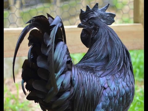 Video: Frumoasă pasăre - cocoș negru