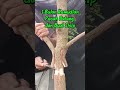 Cangkok Sisip Asam Jawa #bonsai #asamjawa #bonsaitree #tamarind
