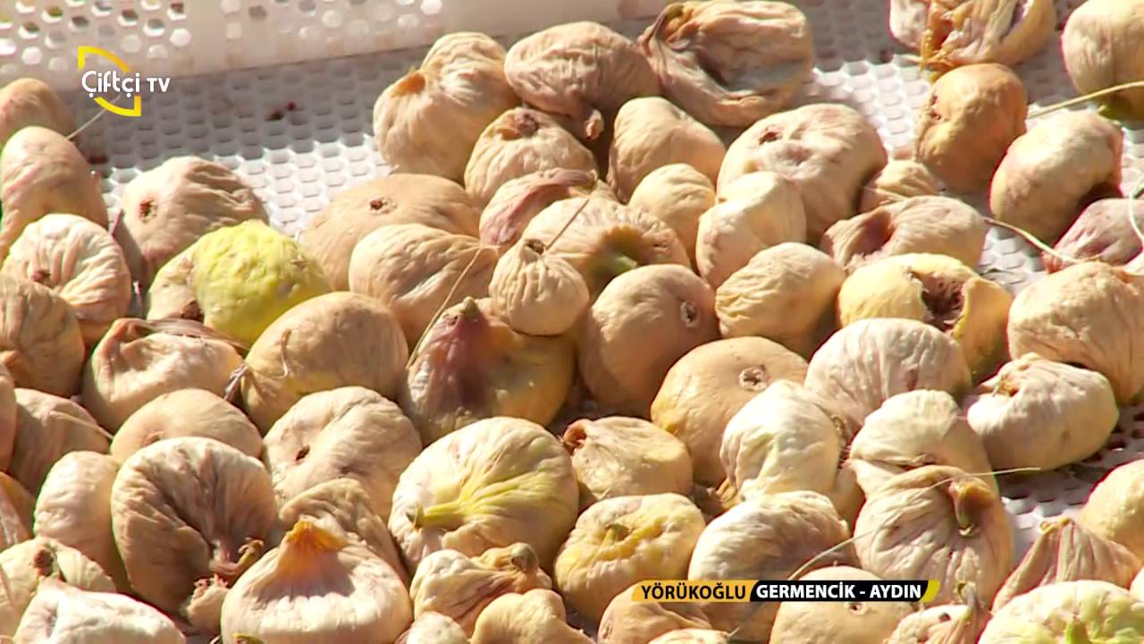 Yörükoğlu-Germencik-Aydın