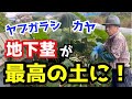 畑の地下茎ゴミがフワッフワの自然堆肥に生まれ変わる方法【ヤブガラシ、カヤ対策】