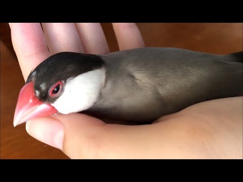 寝起きの文鳥さん