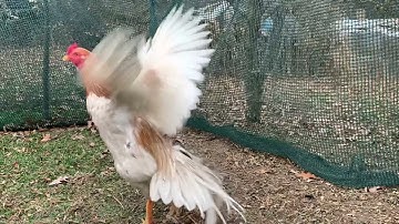 Qaib Ej Show Bird: White Moon x GA plucker, 7 months and 6.12 pds