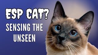 Can Cats See Ghosts? by Feline Facts 1,060 views 6 months ago 2 minutes, 37 seconds