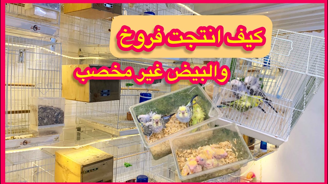 اخيرا لقيت الحل 🙌 انتاج فروخ 🐣 / طيور روز