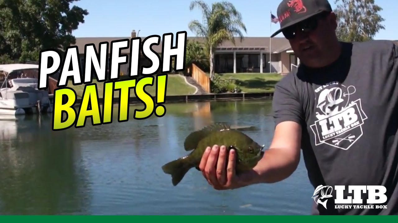 Best Baits to Catch Panfish