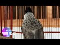 Masteran Kutilang Full Isian Masteran Kicau Burung Kutilang Gacor Mp3 - Mp4 Download