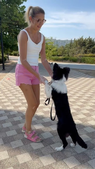 Три собаки это ужас!😩 - YouTube