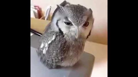 hei(1)