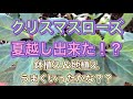 クリスマスローズ昨年植え付けて、夏越ししました！そして冬、どうなったかな！？鉢植えと地植えの子たち紹介！【ガーデニング】【クリスマスローズ】【植え替え】【夏越し】【地植え】