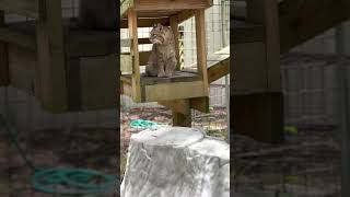 Smalls Bobcat Just hanging out watching her keepers and neighbors and listening to birds 2022 05 25