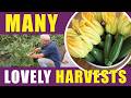 How to Grow Courgettes/Zucchini: 4 Months of Cropping from an April Sowing Under Cover