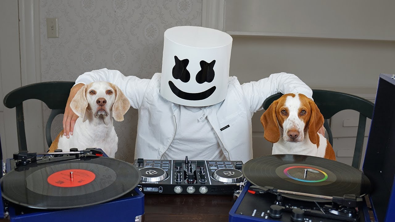 ⁣Dogs DJ w/Marshmello! Funny Dogs Maymo & Potpie Spin EDM Music