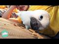 Cockatoo picks dad over mom and doesnt leave his side  cuddle buddies