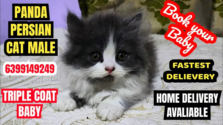 Video 9020461: persian cat kitten pet, quality persian cat kitten, persian cat show quality, cutest persian cat