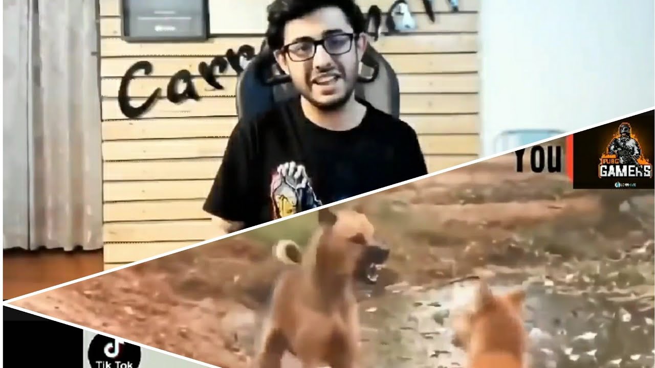 YouTube dog fights VS tiktok fight YouTube