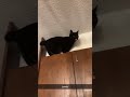 He Said Got Emmm Catlovers Cat Kitty Kitten Grimmlikethereaper He Said Got Emmm Catlovers Cat Kitty Kitten Grimmlikethereaper