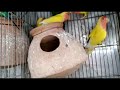 Surprising Parrot Homes You Need to See #viral #trending #video