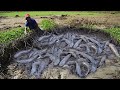 Top10 Videos Fishing Under Secret Grass in Dry Season - Technique Catching Snakehead Fish &amp; Catfish