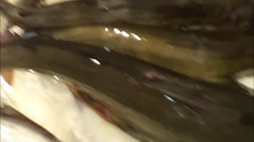 Câu cá ngạnh sông cầu bắc kạn to hơn cá Sông Hồng