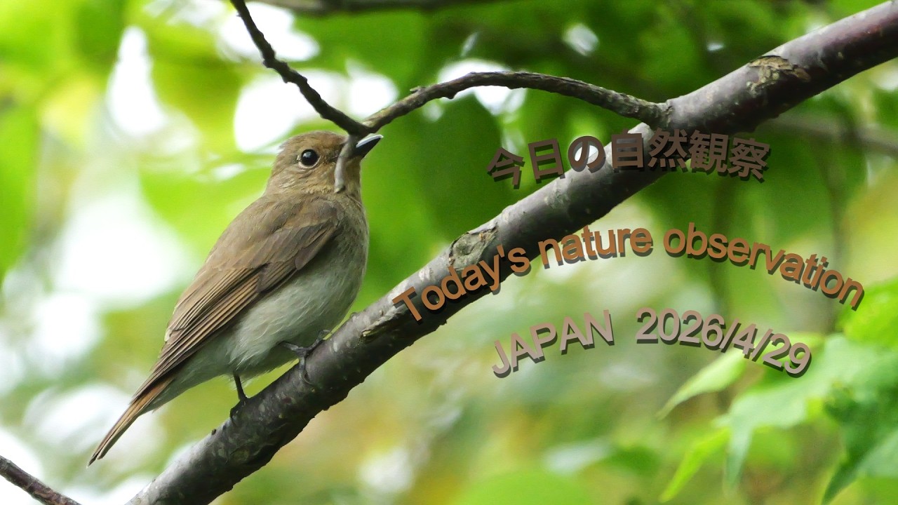 希望の象徴！幸運木【森からやって来た天然野生の可愛い樅の木さん】3年生！もみの木 今日の自然観察 Today's nature observation JAPAN 2026/4/29 - YouTube