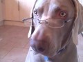 The cleverest and most intelligent dog in the world