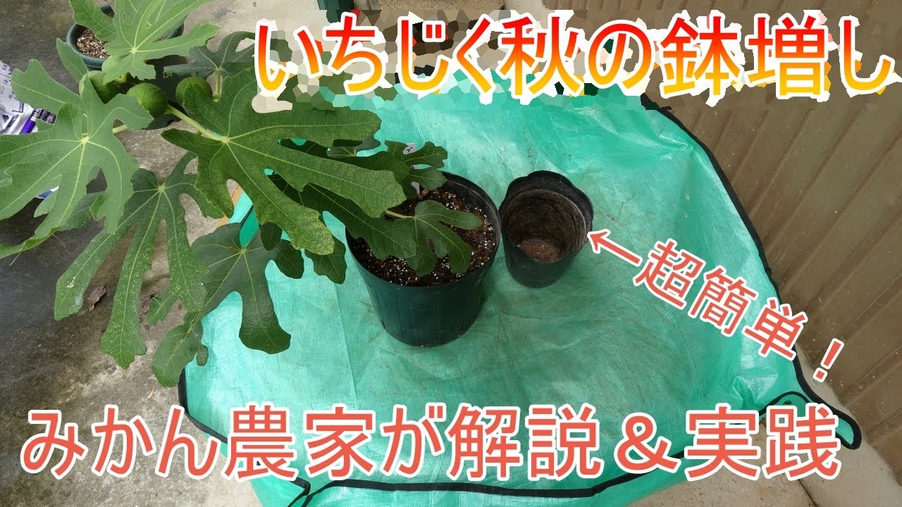 ＜鉢植えいちじく＞秋の鉢増し。みかん農家が実演解説やっちゃいます。