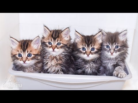 LIVE: Feral cat just gave birth to kittens!