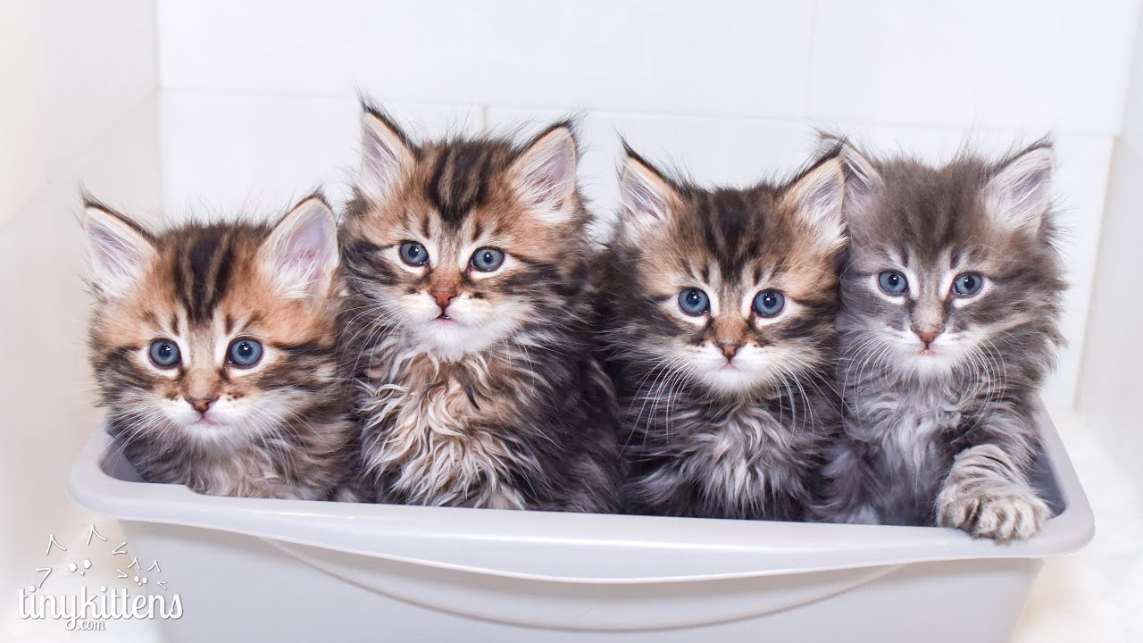 LIVE: Watch Fifi’s newborn kittens grow up!