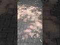 Stopping to Watch Leaf Shadows on Plum Pavers