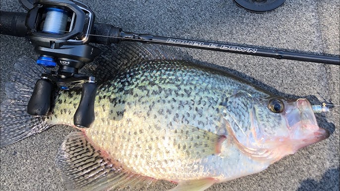 Crappie fishing with jigs tipped with minnows on Dale Hollow Lake