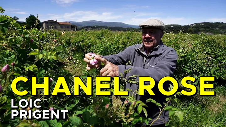 THE FARMER OF THE CHANEL ROSE! By Loic Prigent