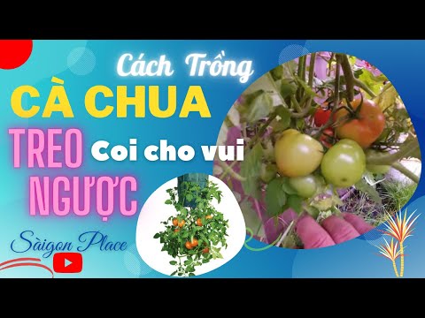 Video: Cà chua lộn ngược: Cách trồng cà chua lộn ngược