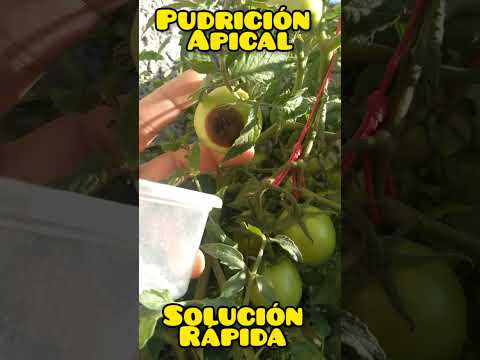 Video: Pudrición de la punta de la flor en los tomates: cómo detener la pudrición de la flor del tomate