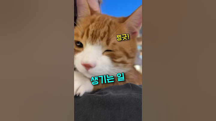 고양이가 귀여우면 생기는 일3