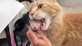 DO LYNXES' NOSE DARKEN? / Maine Coon Barbie gave birth