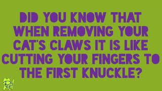 Don’t Declaw Your Cat