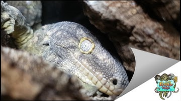 Compatible Pair of Leachianus Gecko