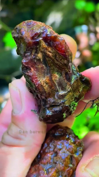 nekat masuk hutan mencari batu sulaiman madu