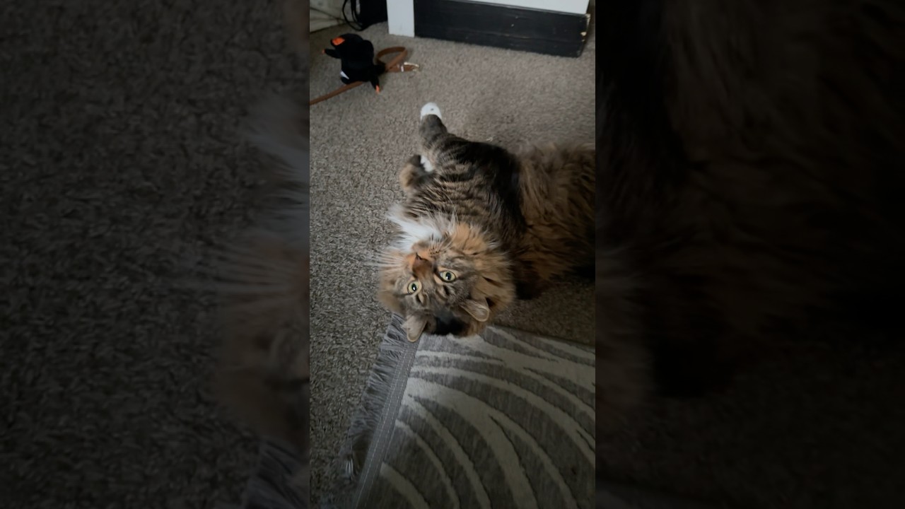 Спрашиваю своего кота о его снах.