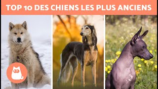 10 RACES de CHIENS LES PLUS ANCIENNES au monde  (Top 10 des chiens les plus vieux)