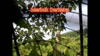 merbuk derak lebat