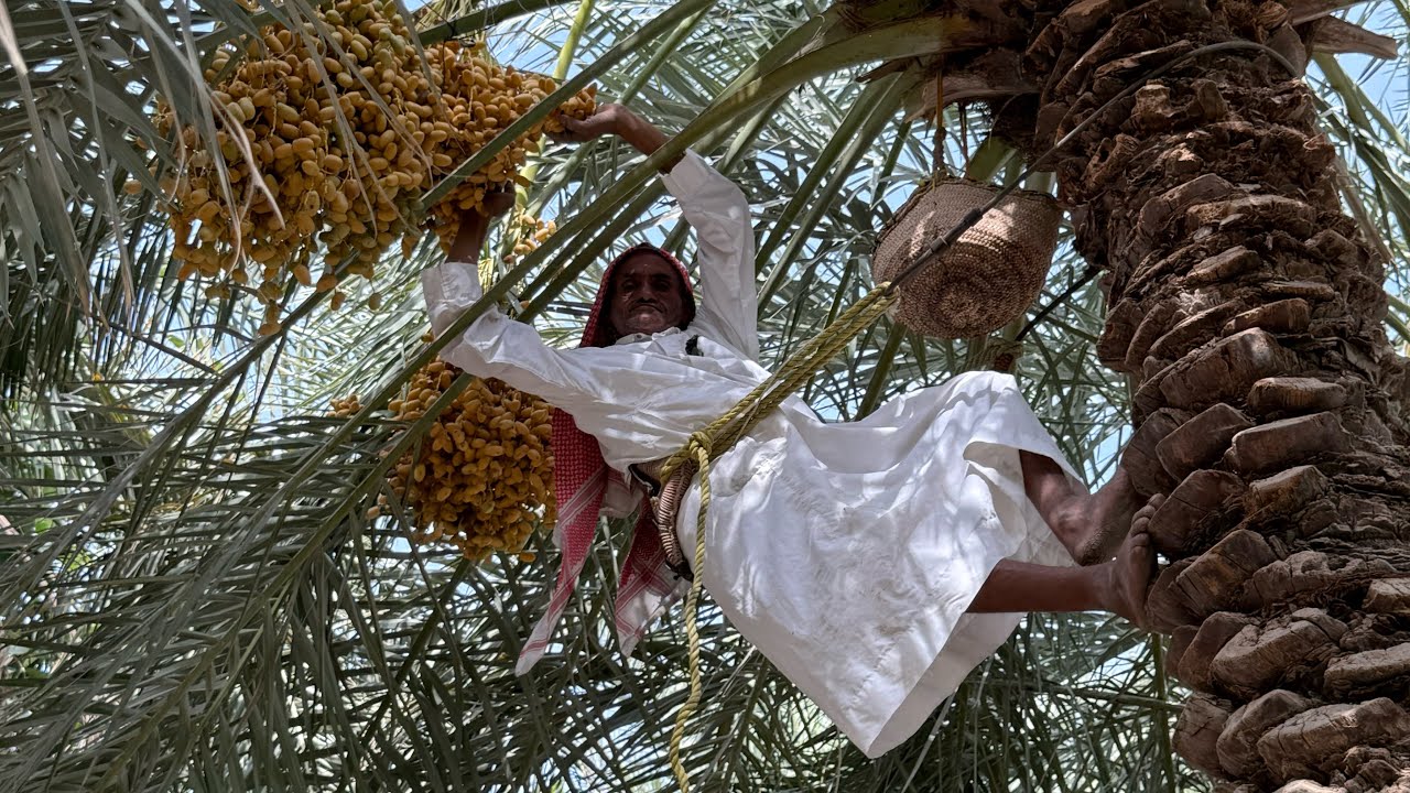 تكريب نخيل الاباكير وطريقة خرف الرطب وقصص الفلاح المميز بومحمد العبادي