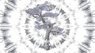 :     ( 2)