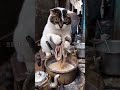 是谁吵着喝奶茶?#丑猫 #猫咪摆摊 #印度美食 #干净又卫生