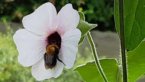 Een hommel  in Suzanne-met-de-m...  Zondag 16 Augu...