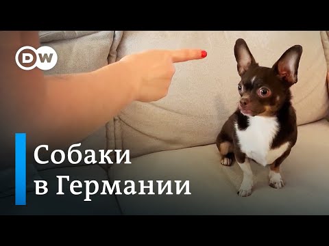 Почему в Германии нет бездомных собак - Best of DW