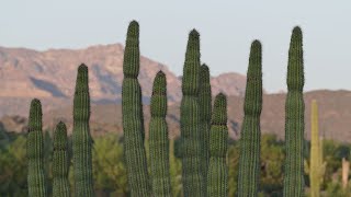 Desert Plants: Organ Pipe Cactus in Southern Arizona